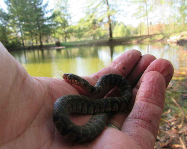 Plainbelly Water Snake